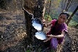 Ngày 13/10: Giá cao su Tocom giảm sau tín hiệu tiêu cực từ Trung Quốc